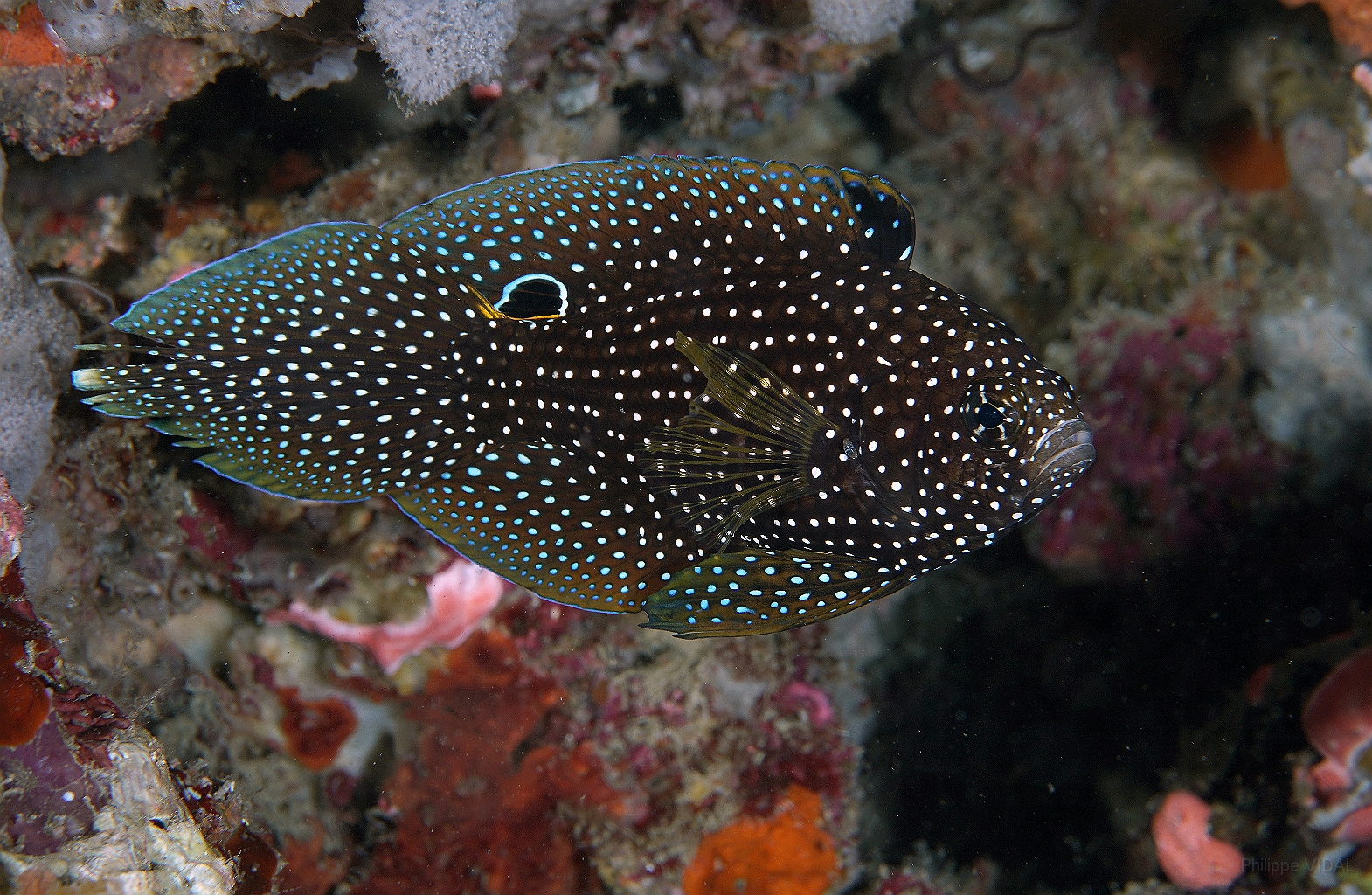 Banda Sea 2018 - DSC05404_rc- Comet - Comete - Calloplesiops altivelis.jpg